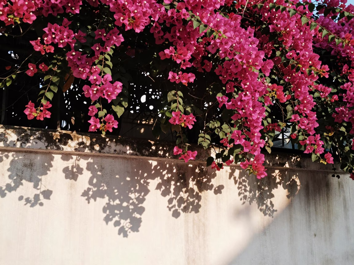 Bougainvillea Cascade in Chennai at The Early Afternoon Light in in Chennai, India