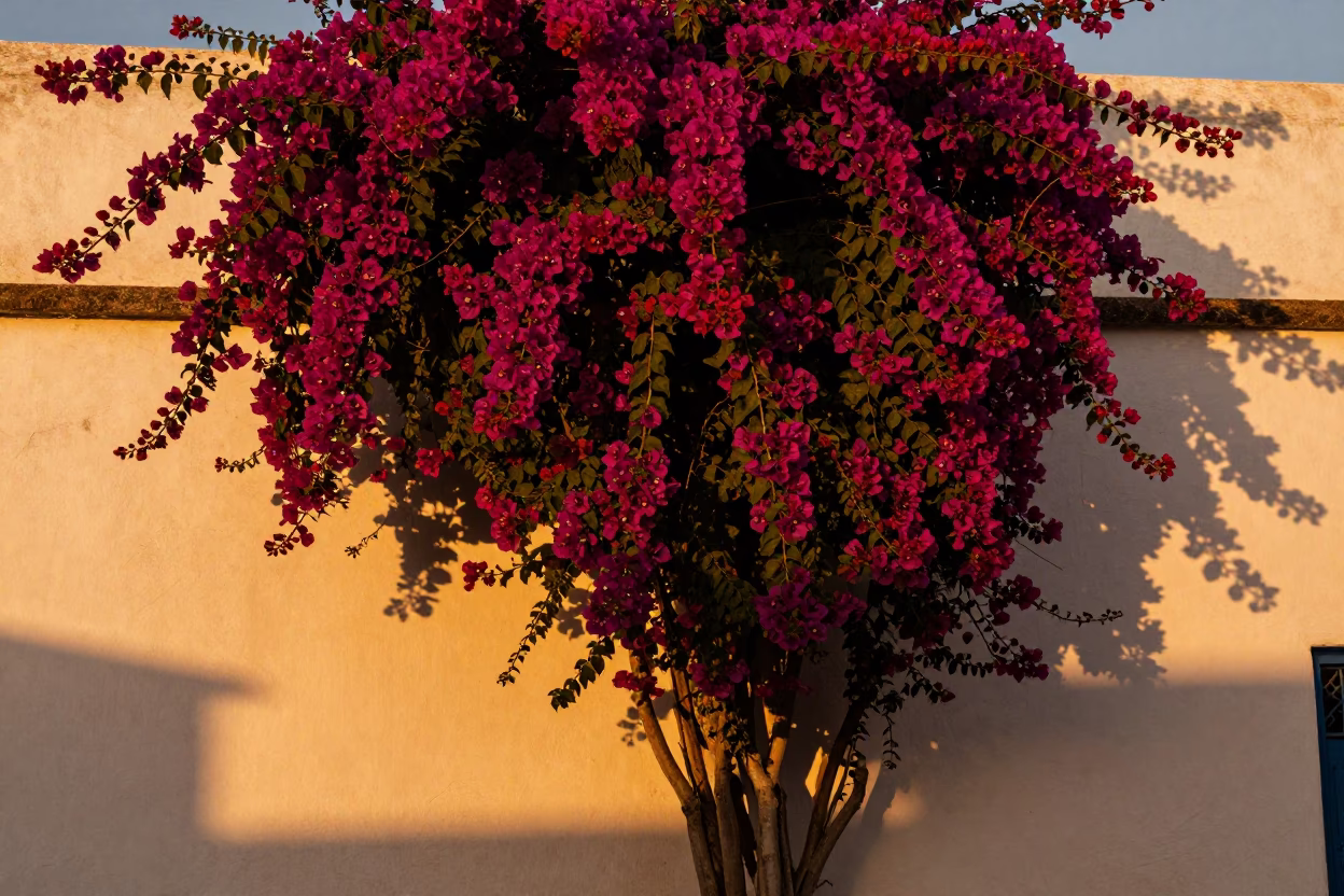 Bougainvillea Cascade in Essaouira at Honeyed Evening Light in in Essaouira, Morocco