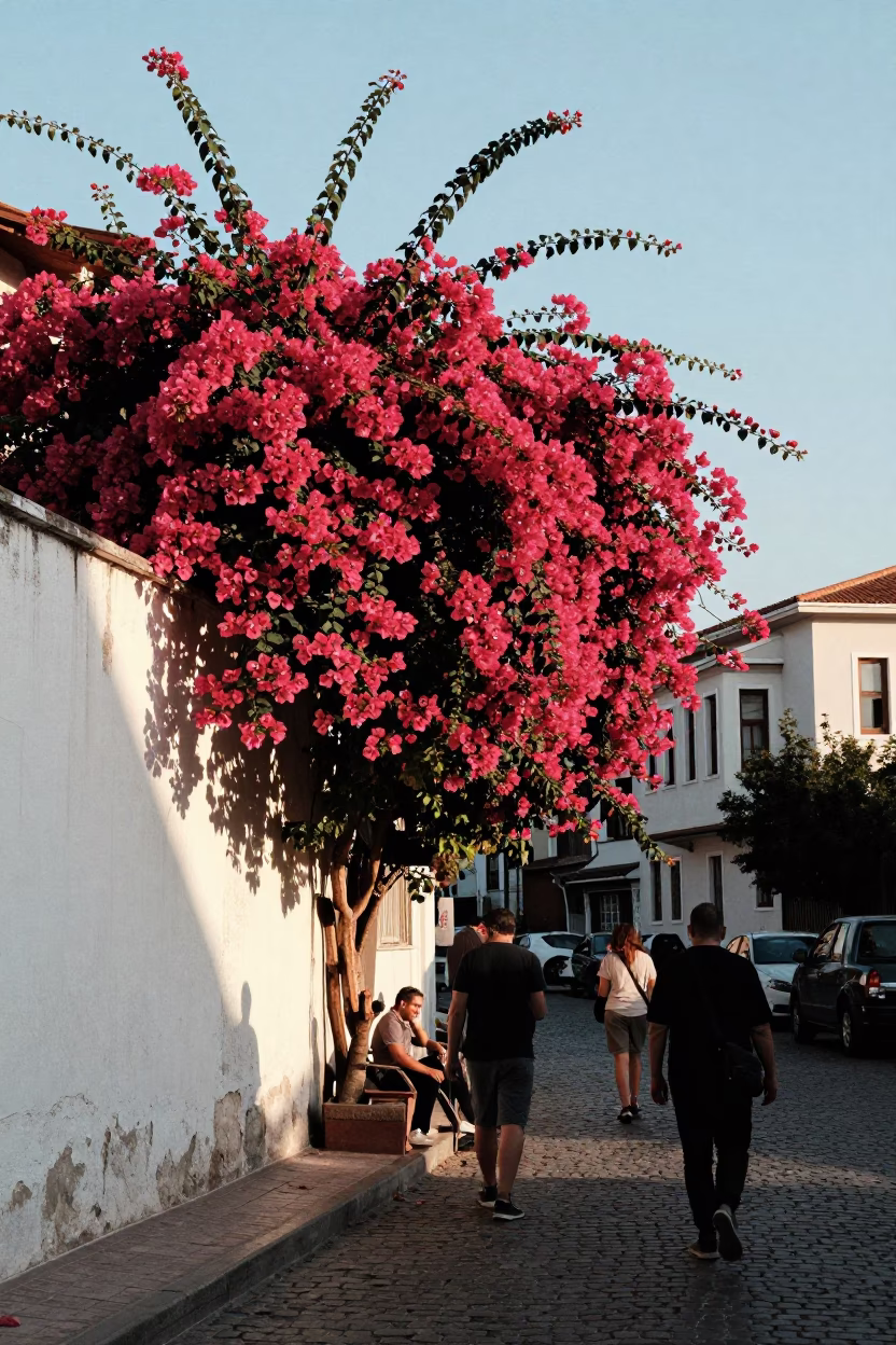 Bougainvillea Cascade in Istanbul at Clear Late-afternoon Light in in Istanbul, Turkey
