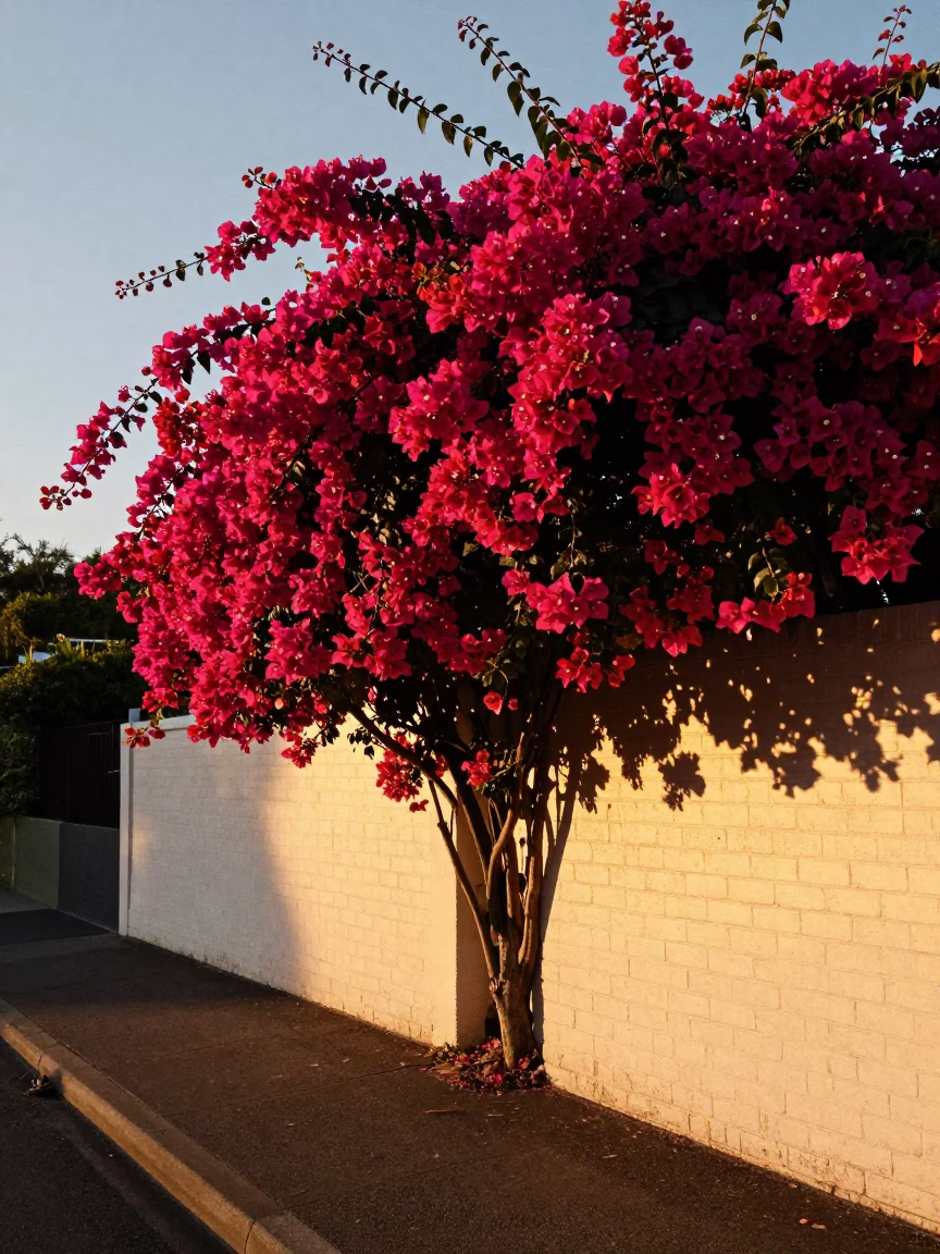 Bougainvillea Cascade in Melbourne at Sunset Light in in Melbourne, Victoria, Australia