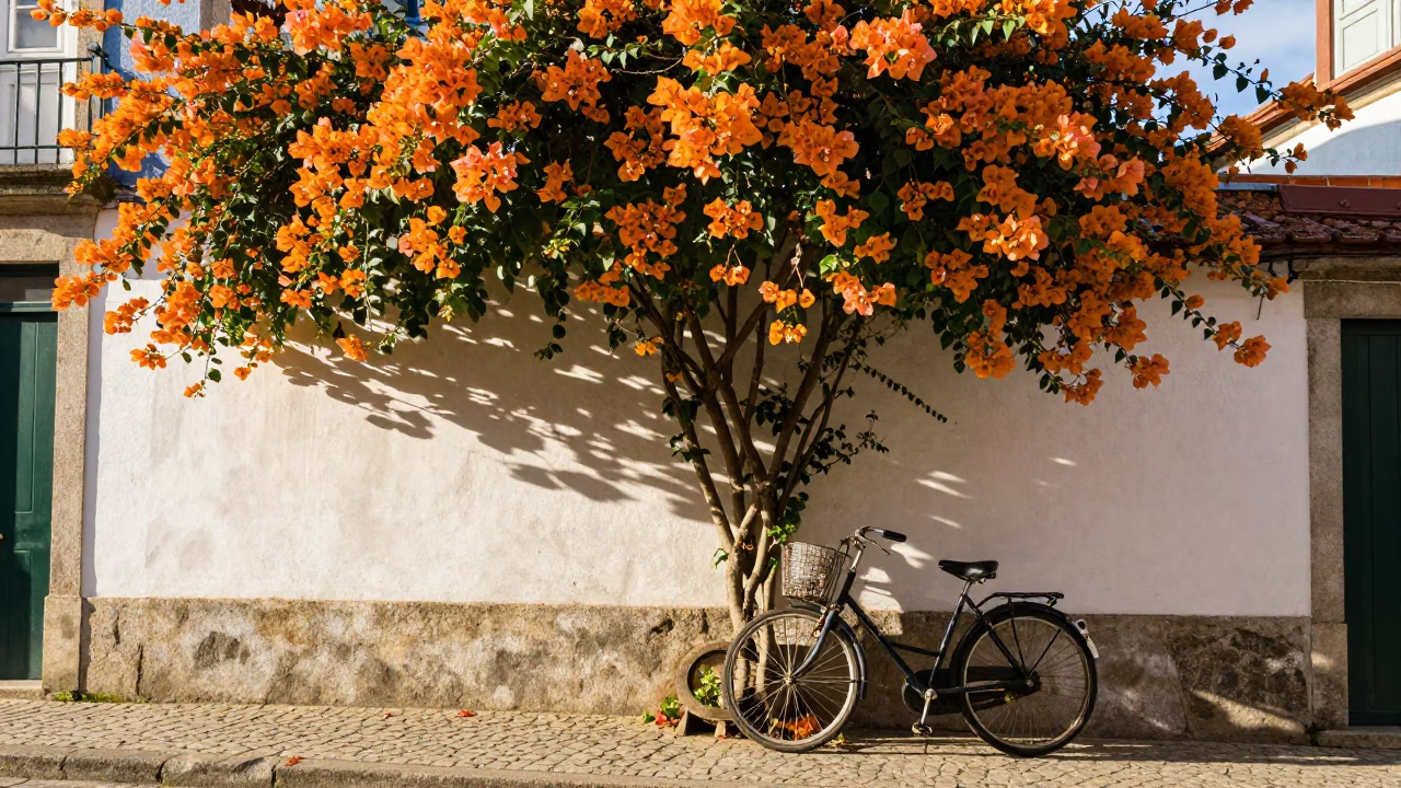 Bougainvillea Cascade in Porto at The Late Morning Light in in Porto, Portugal