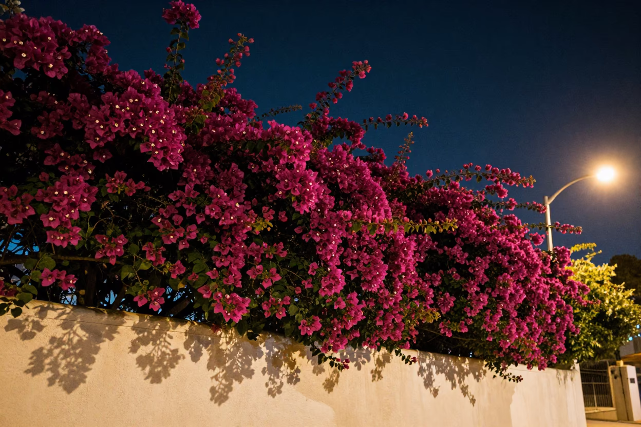 Bougainvillea Cascade in San Diego at The Deepest Night Sky Light in in San Diego, California, United States