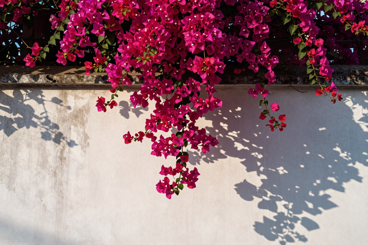 Bougainvillea Cascade in Shanghai at The Late Morning Light in in Shanghai, China