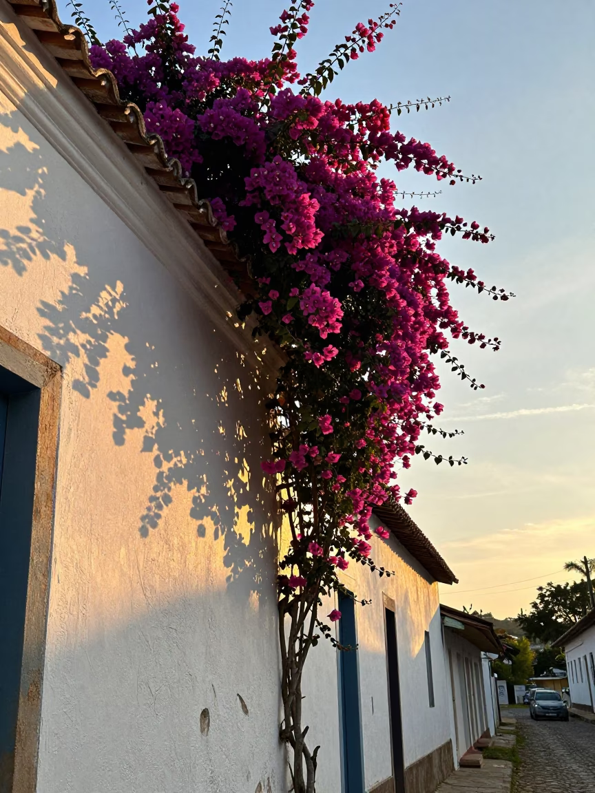 Bougainvillea Cascade Over White Colonial Wall in Salvador Brazil During Golden Hour Sunset in in Salvador, Brazil