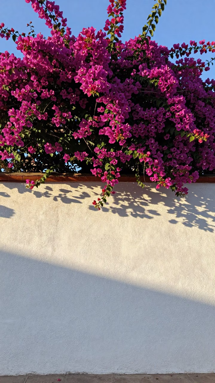 Bougainvillea Cascade Over White Garden Wall in Guadalajara Late Afternoon in in Guadalajara, Mexico