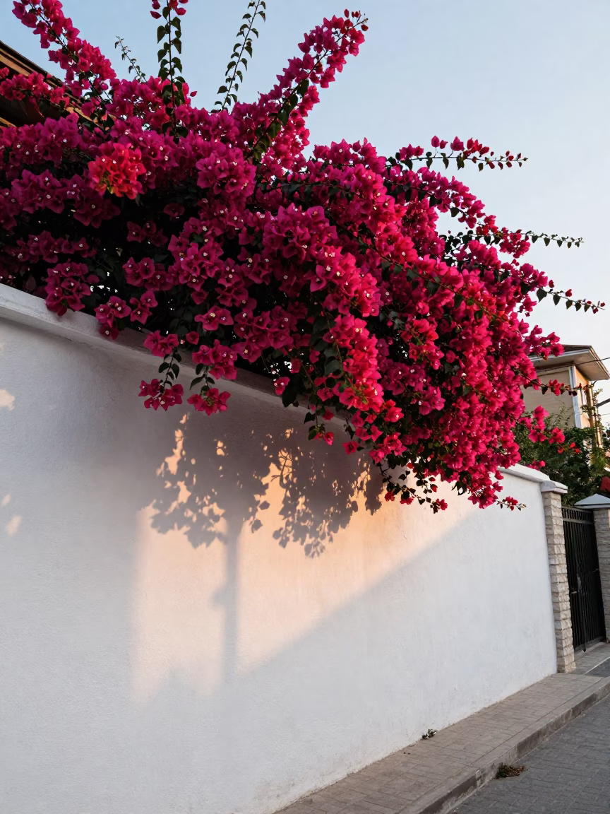 Bougainvillea cascade over white garden wall in Istanbul Turkey at first light in in Istanbul, Turkey