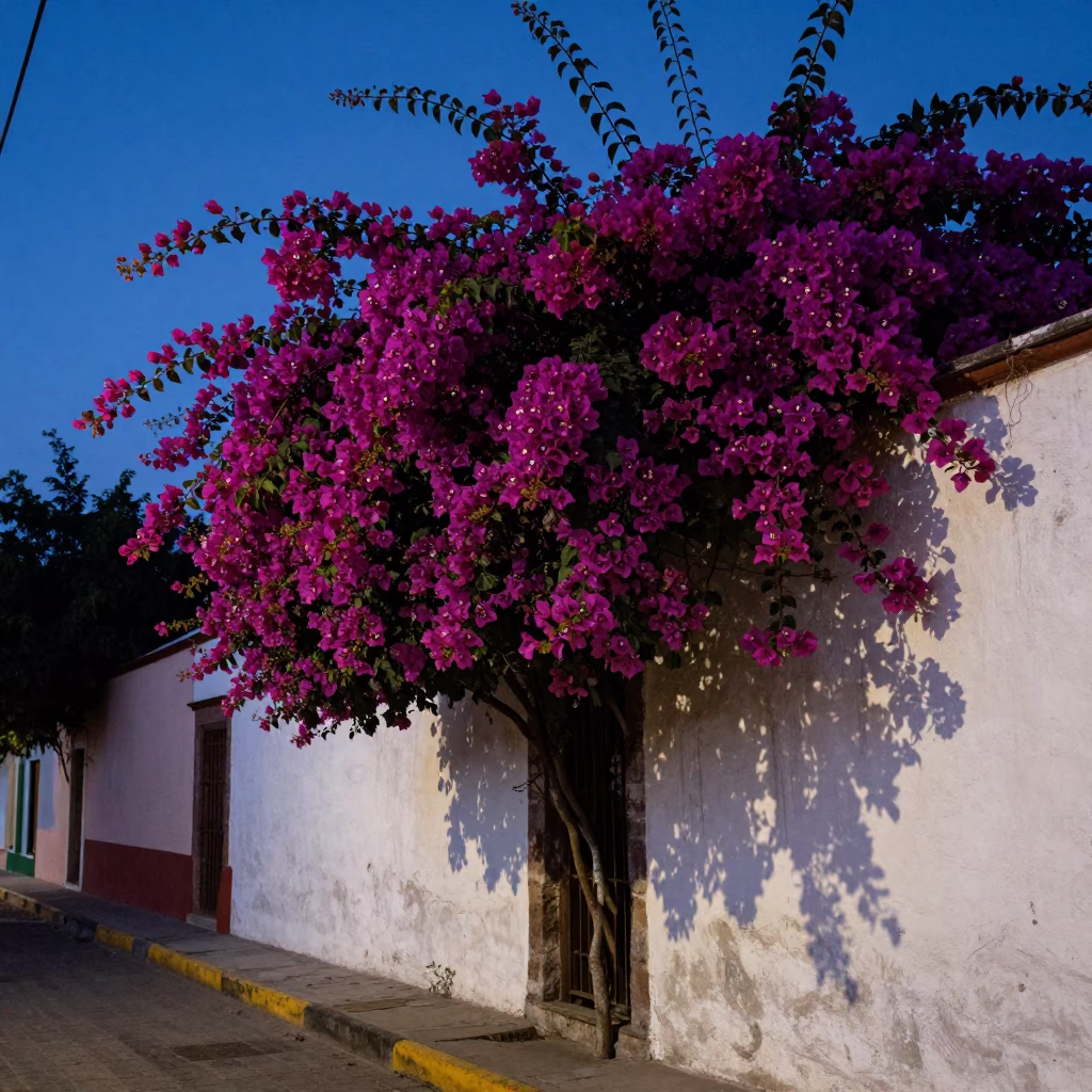 Bougainvillea cascade over white garden wall in Mexico City indigo twilight in in Mexico City, Mexico