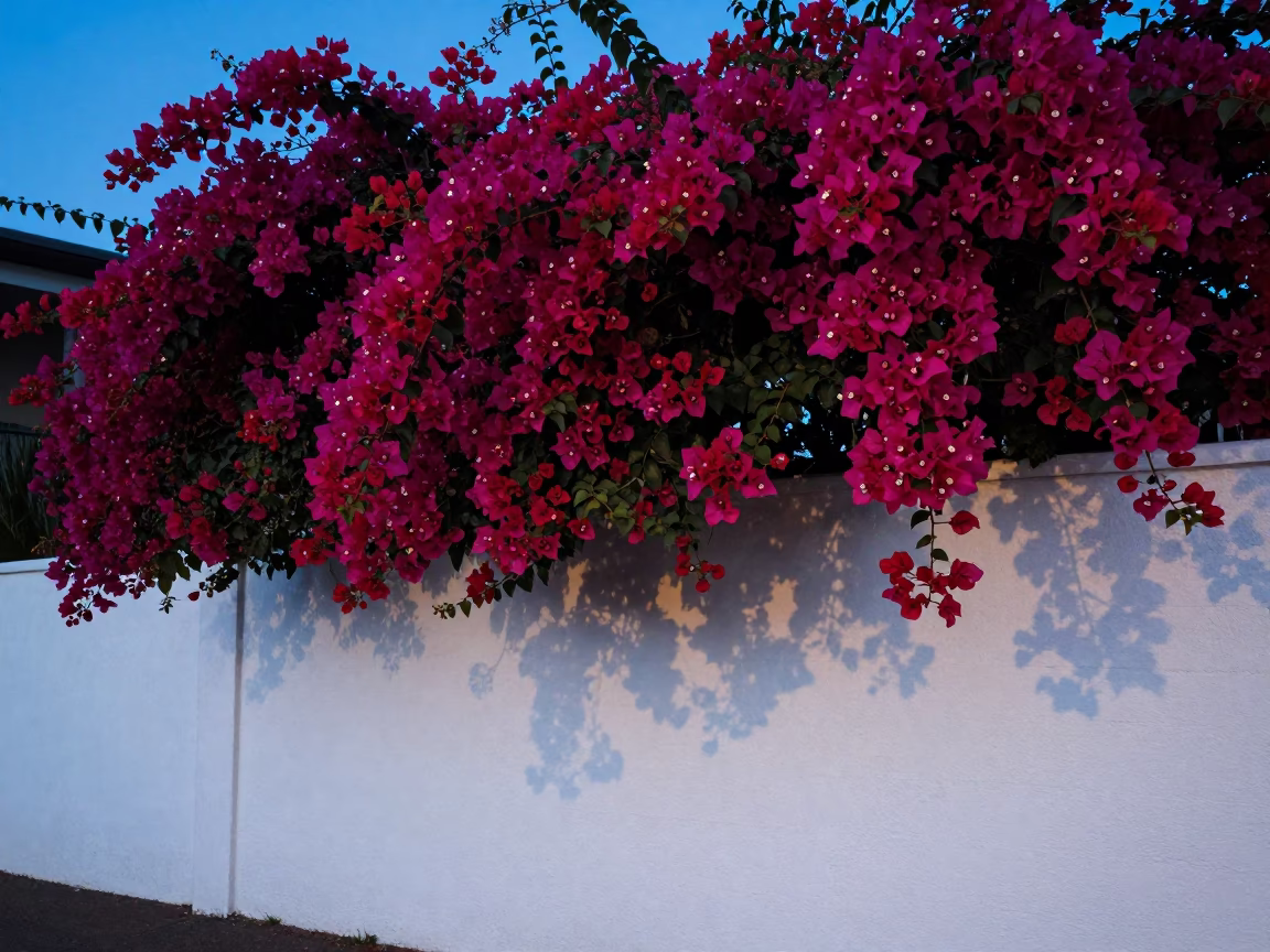Bougainvillea Cascade Over White Garden Wall in Sydney Evening Light in in Sydney, New South Wales, Australia