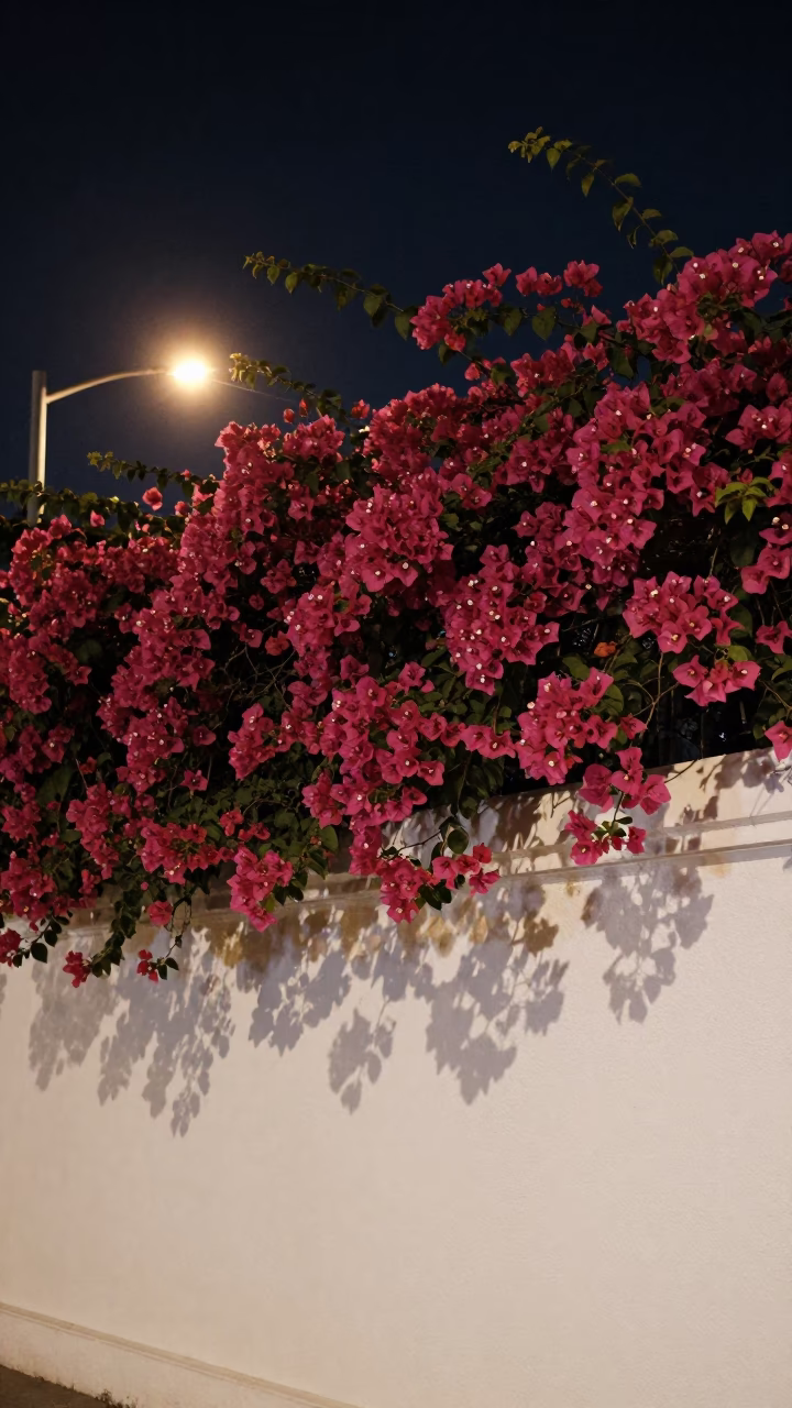 Bougainvillea cascade over white wall at night in Singapore with glass jar and persimmons in in Singapore, Singapore