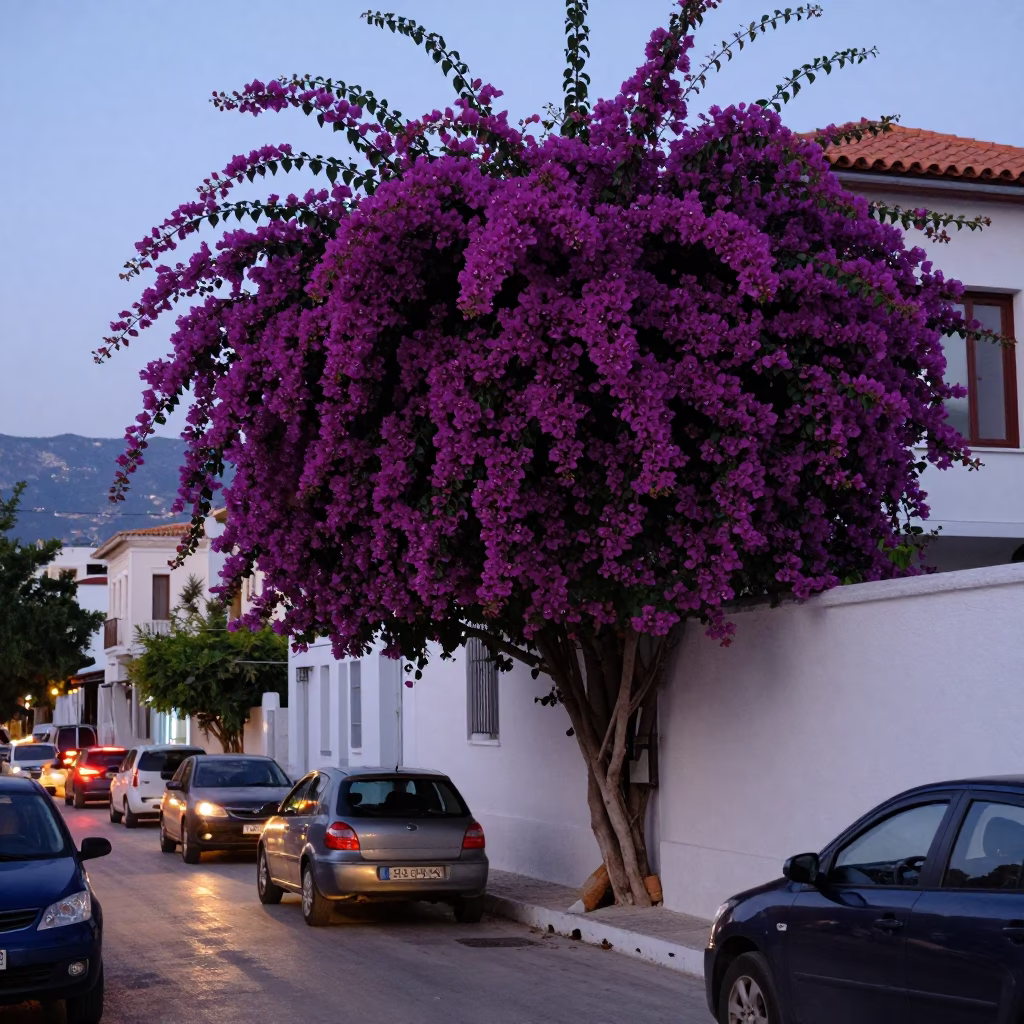 Bougainvillea cascade over white wall Athens Greece early evening candid street moment in in Athens, Greece