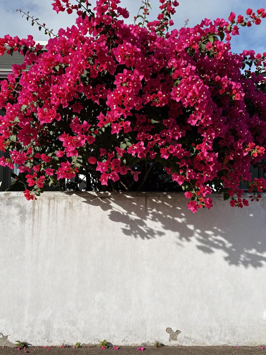 Bougainvillea Cascade Over White Wall in Auckland Early Afternoon in in Auckland, New Zealand