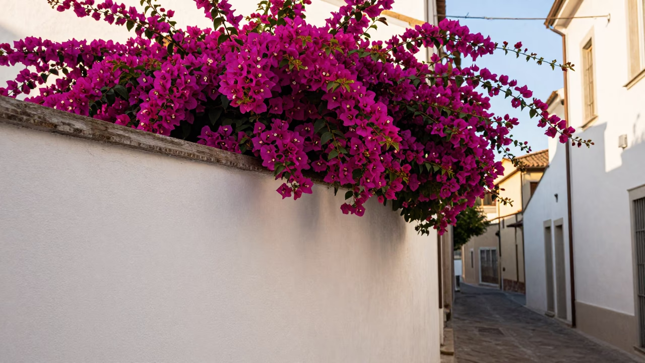 Bougainvillea Cascade Over White Wall in Florence Late Afternoon Light Candid Street Scene in in Florence, Italy
