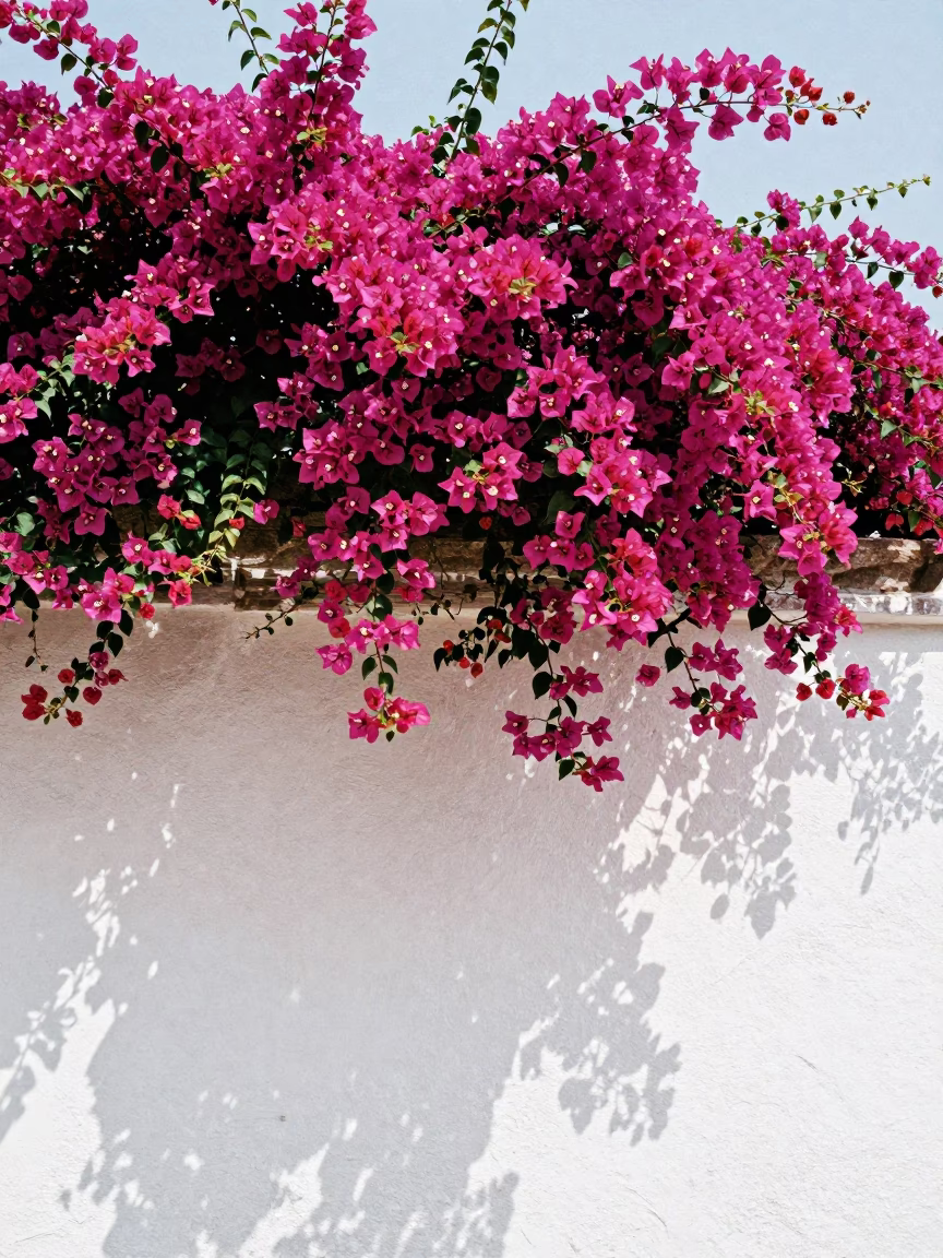Bougainvillea Cascade Over White Wall in Guadalajara Noon Light in in Guadalajara, Mexico