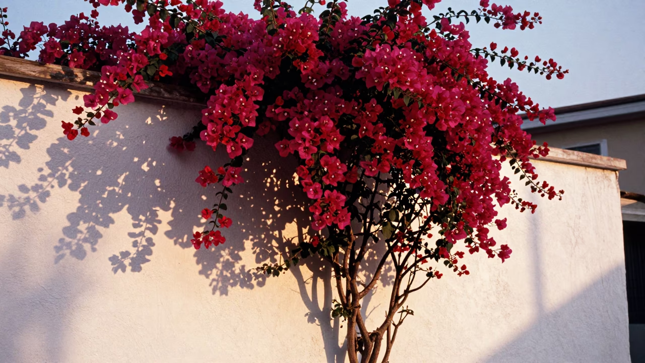 Bougainvillea Cascade Over White Wall in Istanbul Turkey at Sunset in in Istanbul, Turkey