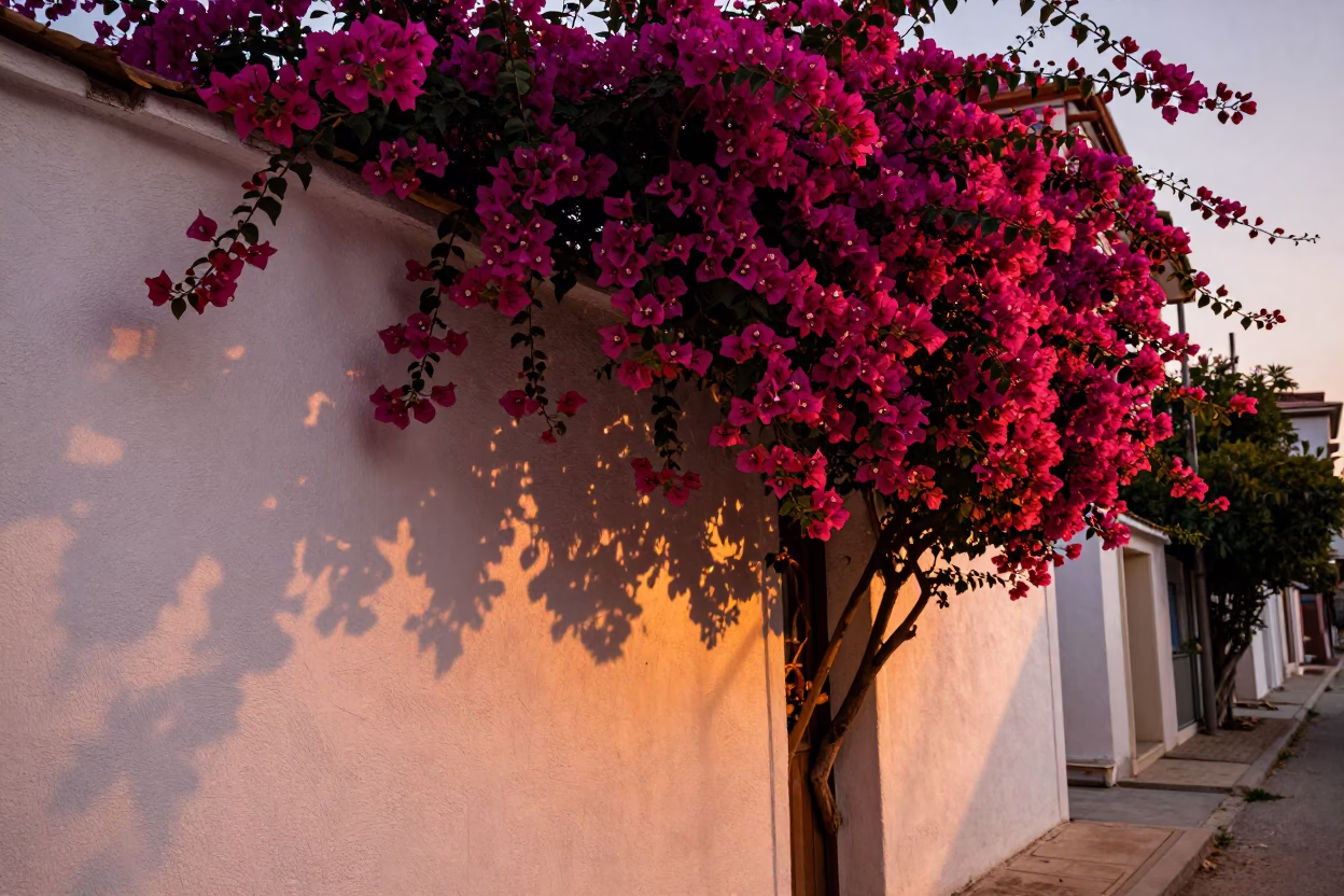 Bougainvillea Cascade Over White Wall in Izmir Turkey Before Dusk in in Izmir, Turkey