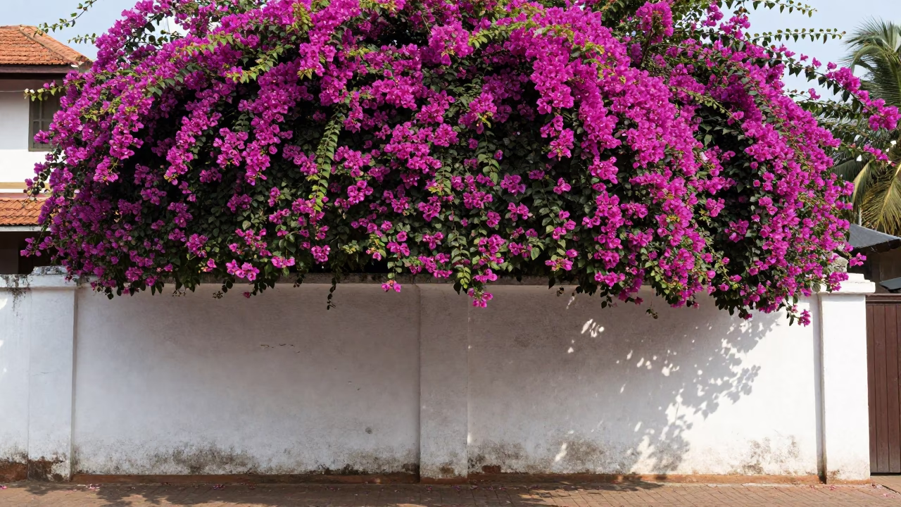 Bougainvillea Cascade Over White Wall in Kochi India Noon Street Scene in in Kochi, India