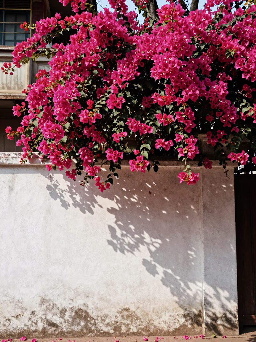 Bougainvillea Cascade Over White Wall in Kolkata India Under Noon Glare in in Kolkata, India