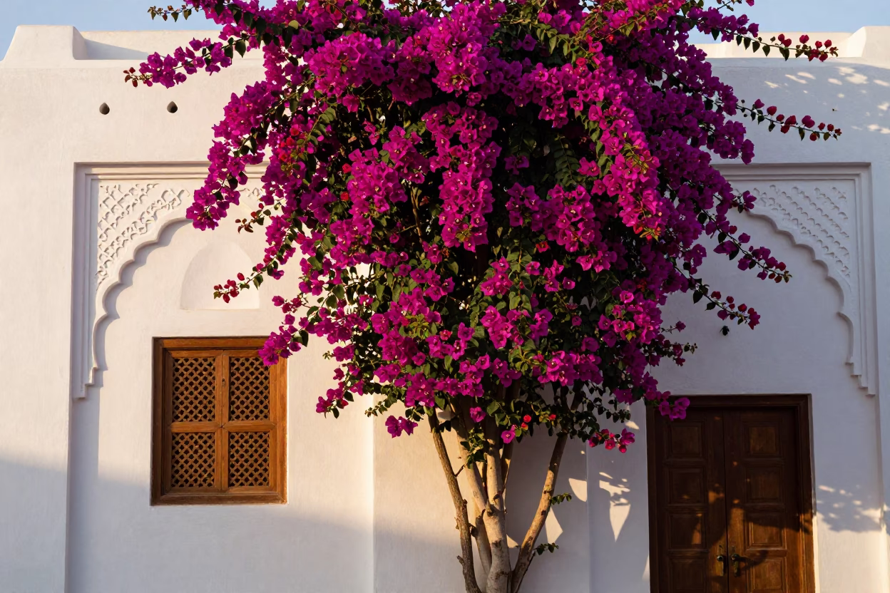 Bougainvillea Cascade Over White Wall in Muscat Oman Just After Sunrise in in Muscat, Oman
