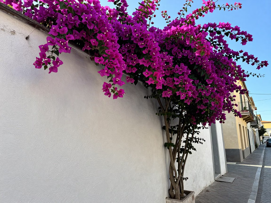 Bougainvillea Cascade Over White Wall in Naples Italy Early Afternoon Street Scene in in Naples, Italy