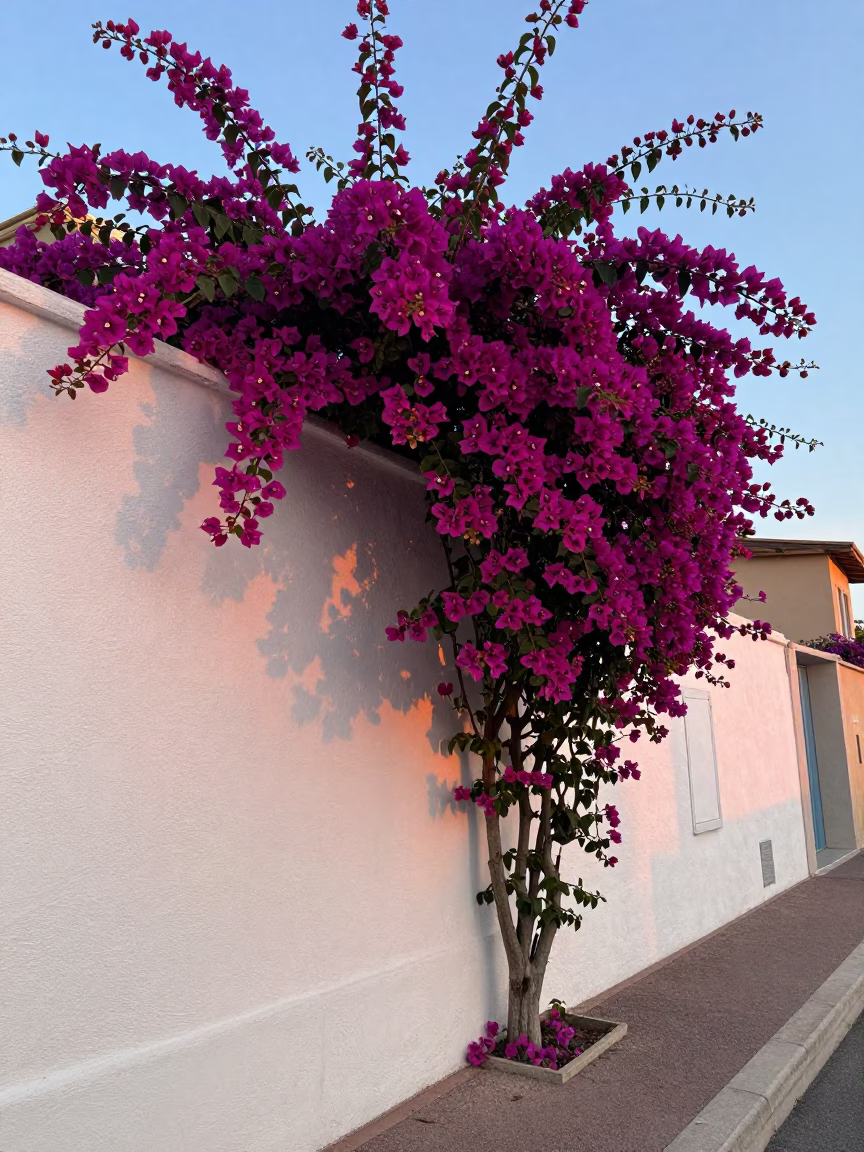 Bougainvillea Cascade Over White Wall in Nice Early Evening Street Scene in in Nice, France