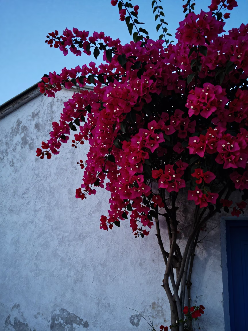 Bougainvillea Cascade Over White Wall in Nice France Evening Blue Light in in Nice, France