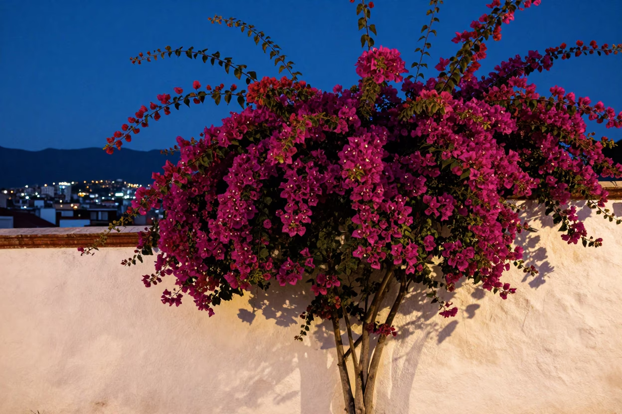 Bougainvillea Cascade Over White Wall in Oaxaca Mexico at Dusk with City Lights Glowing in in Oaxaca, Mexico