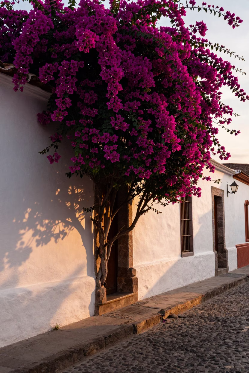 Bougainvillea Cascade Over White Wall in Quito Ecuador Honeyed Evening Light in in Quito, Ecuador