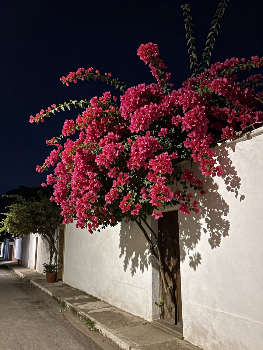 Bougainvillea Cascade Over White Wall in Salvador Brazil Night Street Scene in in Salvador, Brazil