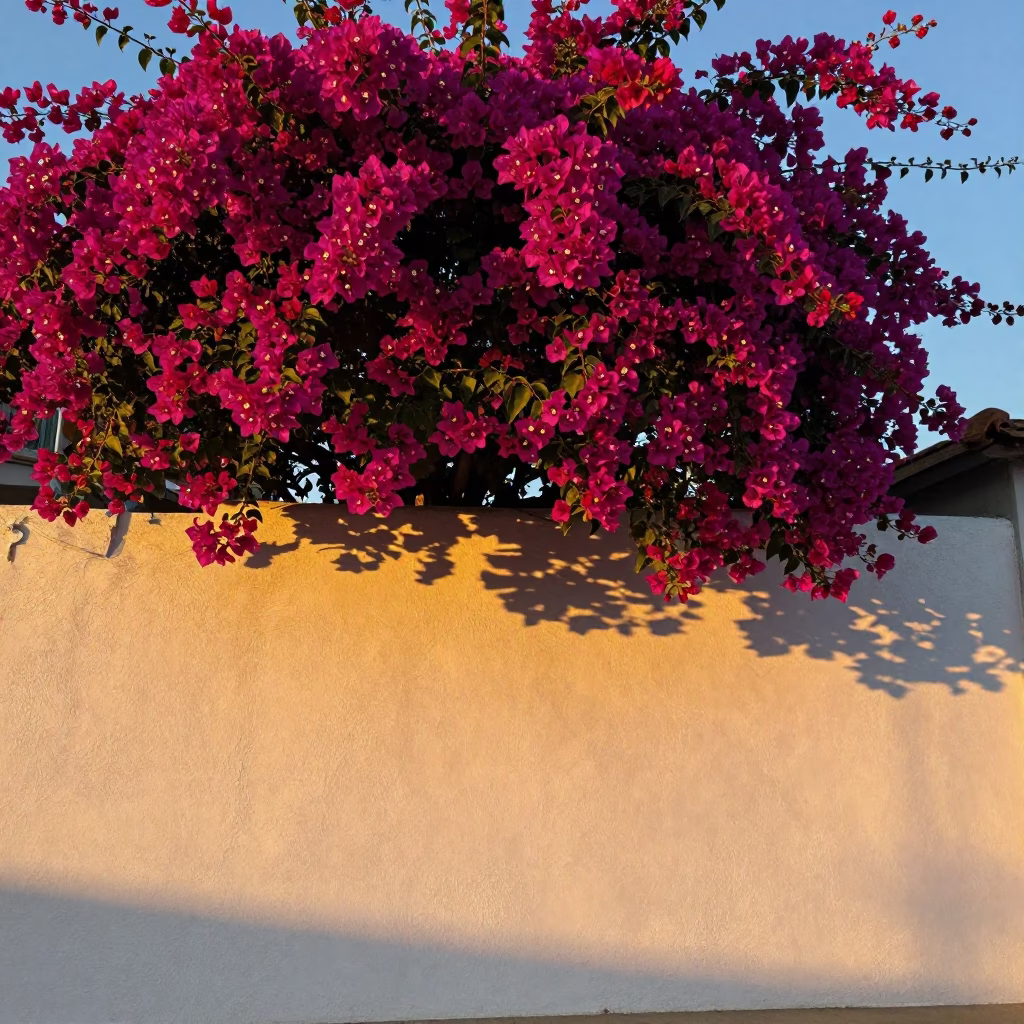 Bougainvillea Cascade Over White Wall in San Diego California Evening Light in in San Diego, California, United States