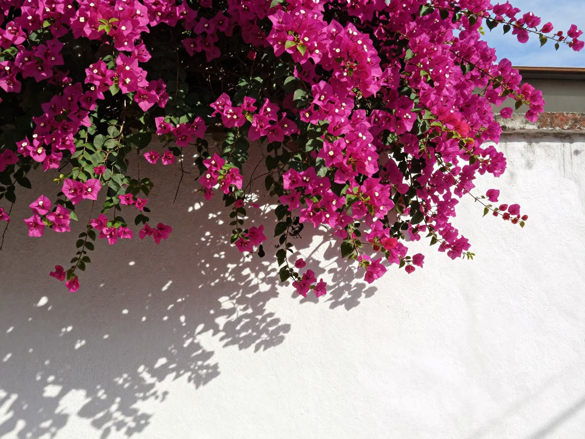 Bougainvillea Cascade Over White Wall in São Paulo Late Morning Sunlight in in São Paulo, Brazil