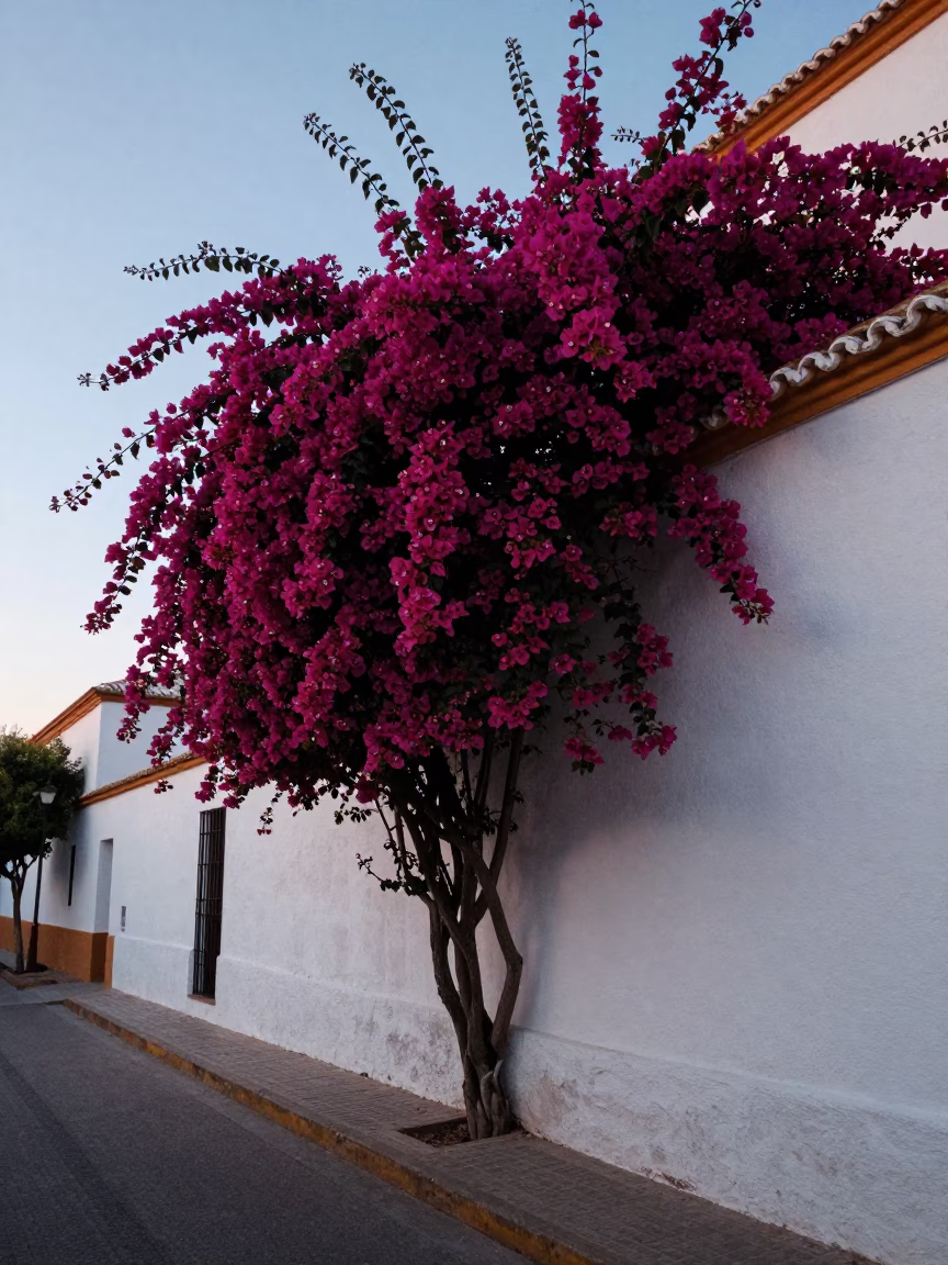 Bougainvillea Cascade Over White Wall in Seville Before Sunrise in in Seville, Spain
