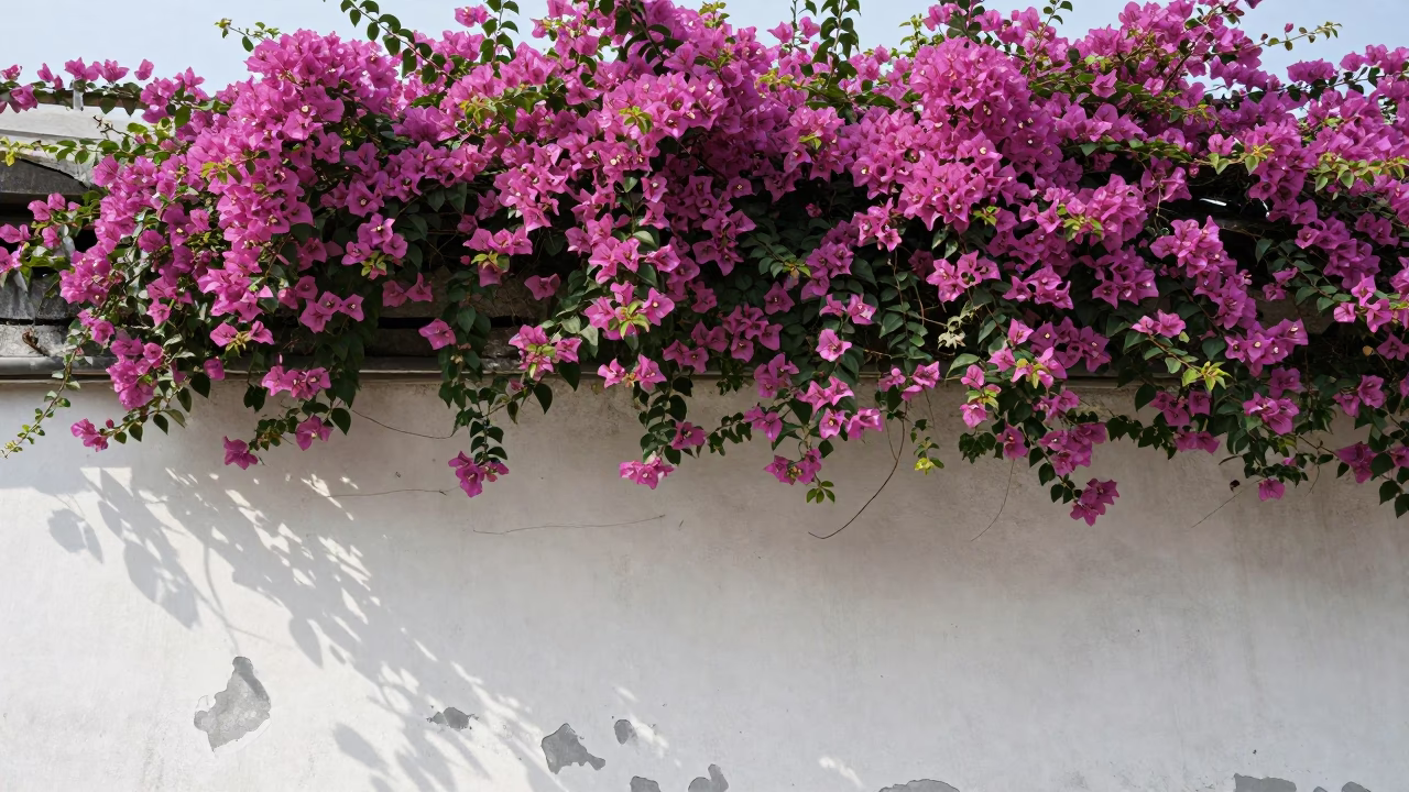 Bougainvillea Cascade Over White Wall in Tainan Taiwan Under Flat Noon Glare in in Tainan, Taiwan