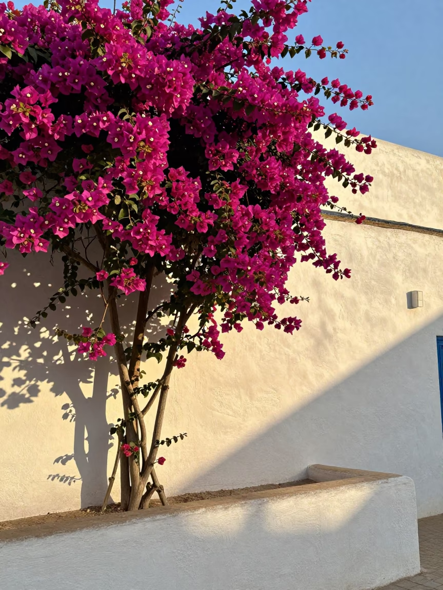 Bougainvillea Cascading in Essaouira at The Late Afternoon Light in in Essaouira, Morocco