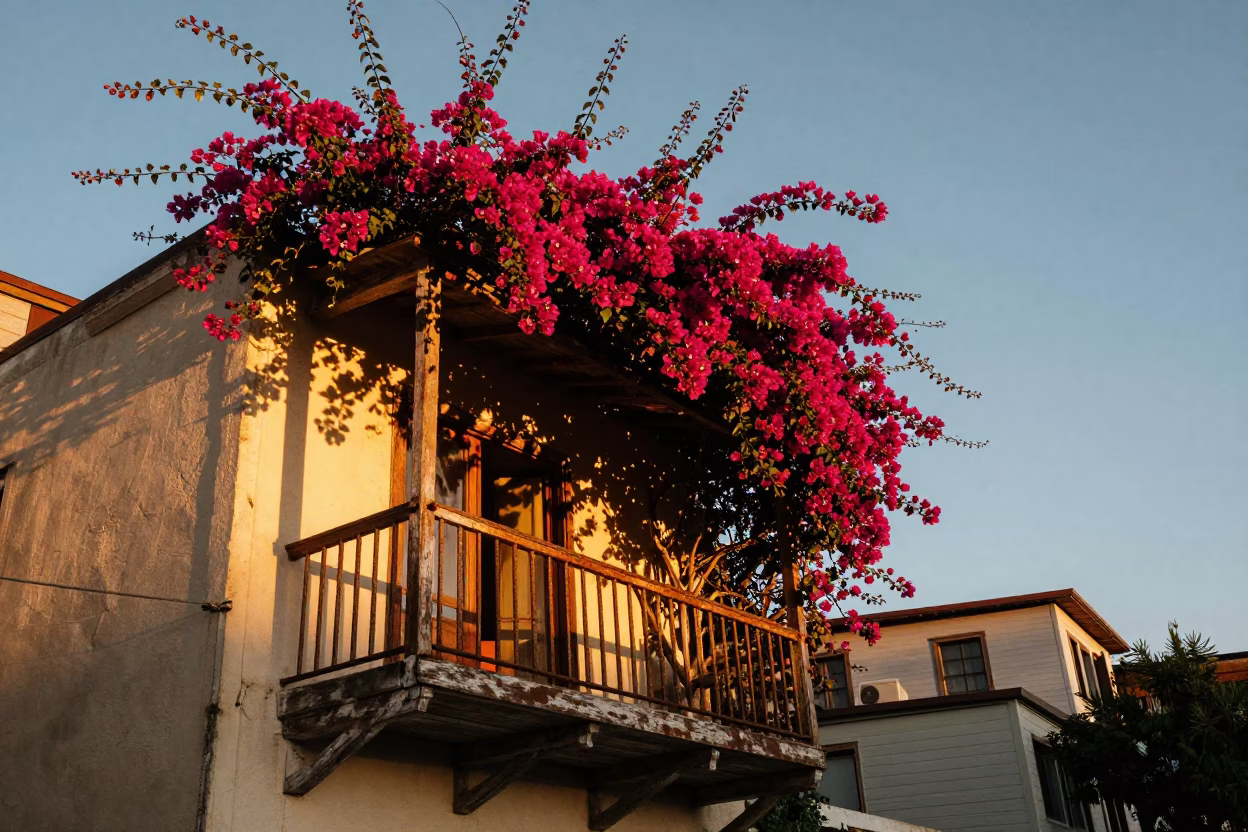 Bougainvillea Climbing in Valparaiso at Honeyed Evening Light in in Valparaiso, Chile