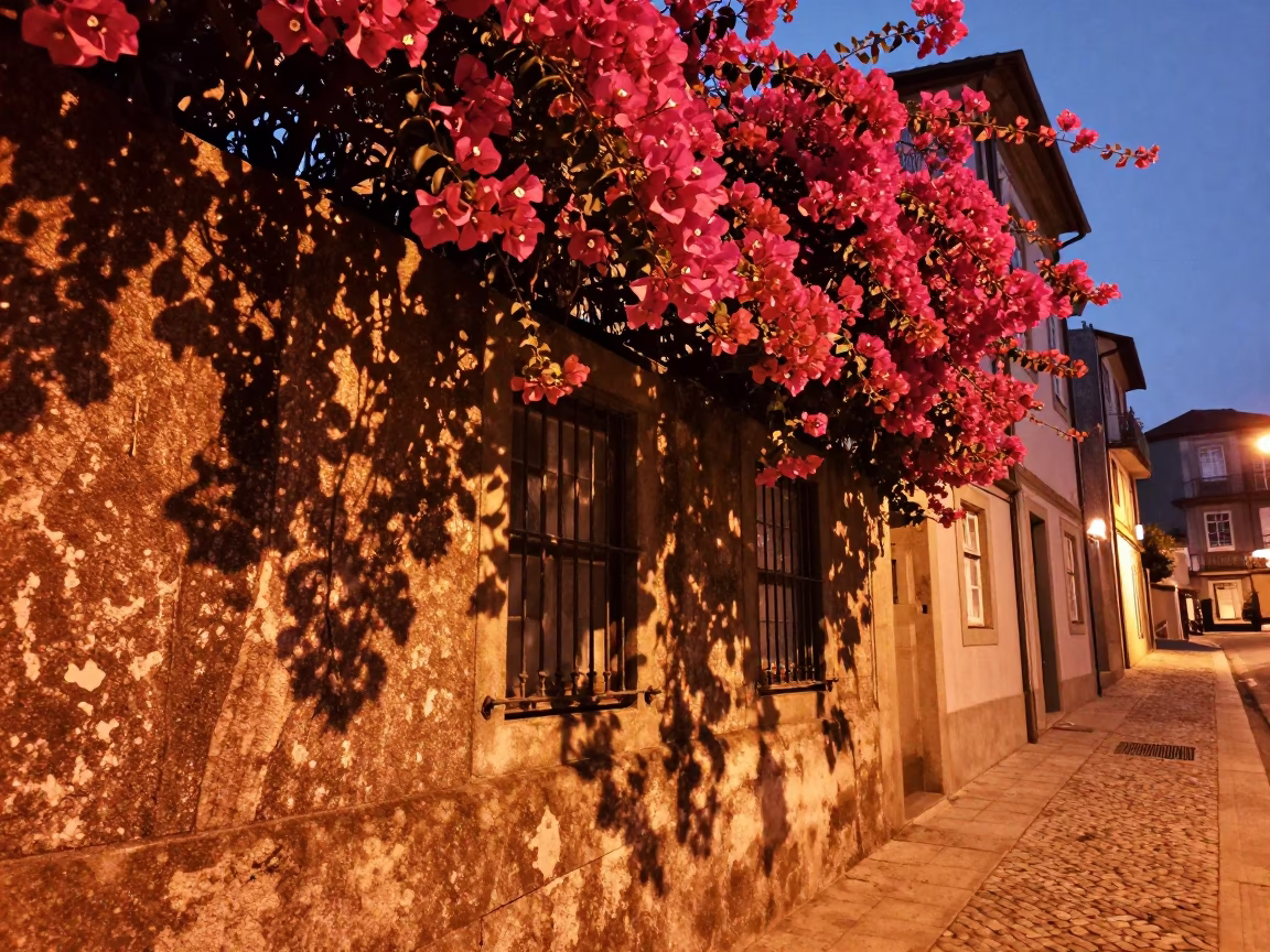 Bougainvillea Draped at Copper-toned Light Before Dusk in Porto in in Porto, Portugal