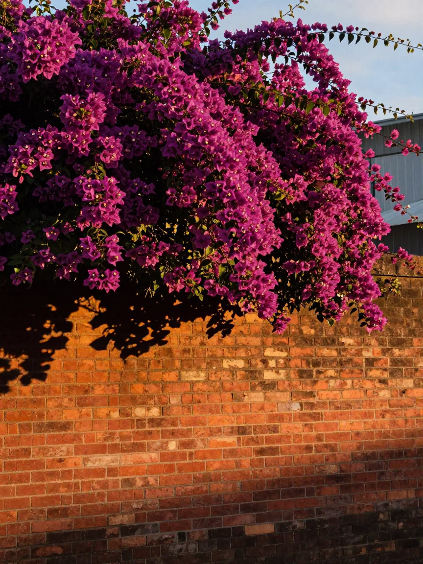 Bougainvillea Draping Over Brick Wall in Auckland Evening Light in in Auckland, New Zealand