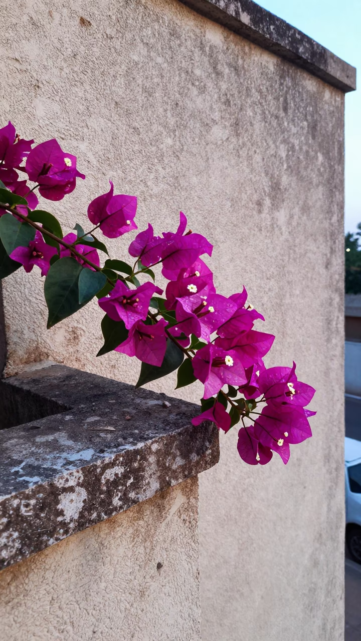 Bougainvillea Flowers in Dakar in in Dakar, Senegal