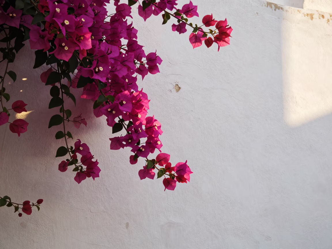 Bougainvillea Flowers in Muscat in in Muscat, Oman