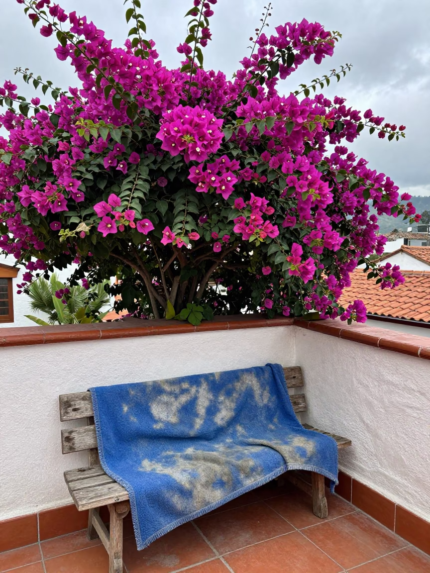 Bougainvillea Flowers in Quito in in Quito, Ecuador