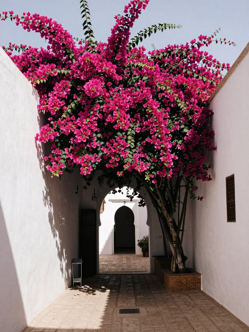 Bougainvillea in Marrakech at Afternoon Light in in Marrakech, Morocco