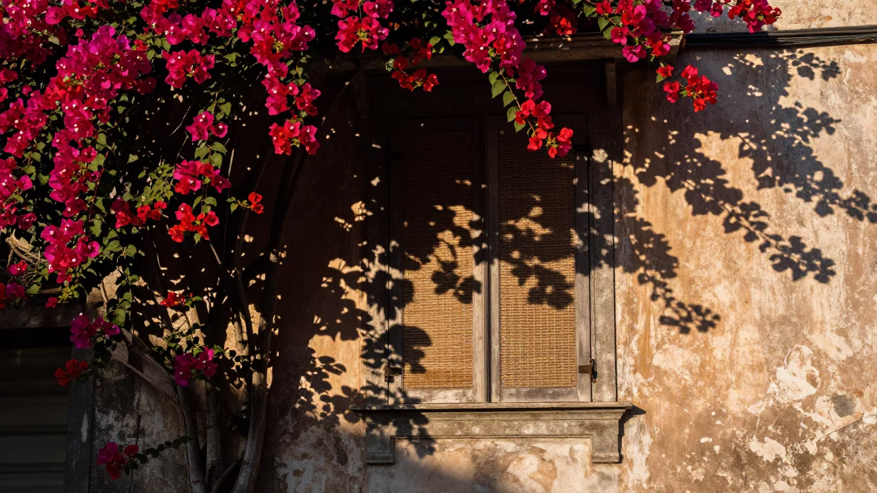 Bougainvillea in Naples at As First Light Reaches The Scene in in Naples, Italy