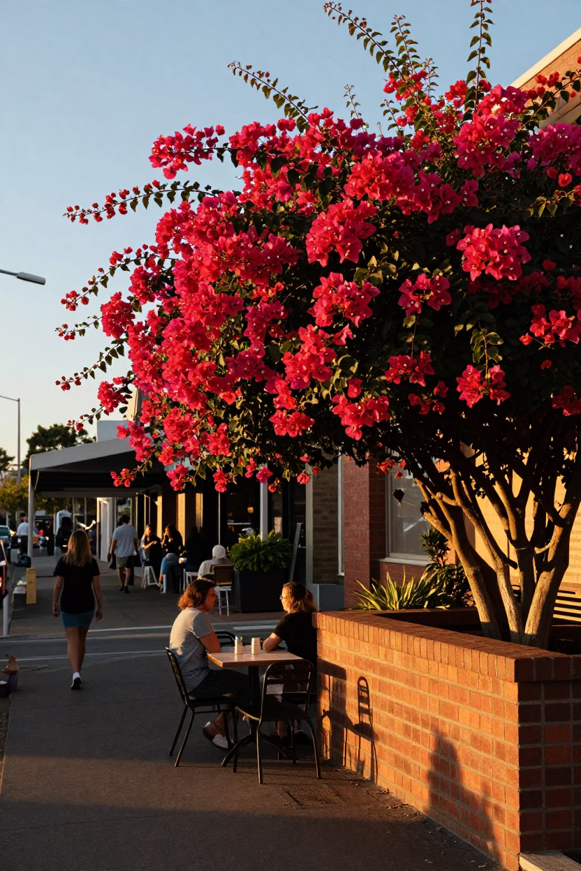 Bougainvillea in Perth at Golden Hour in in Perth, Western Australia, Australia