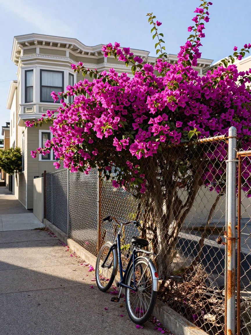 Bougainvillea in San Francisco in in San Francisco, California, United States