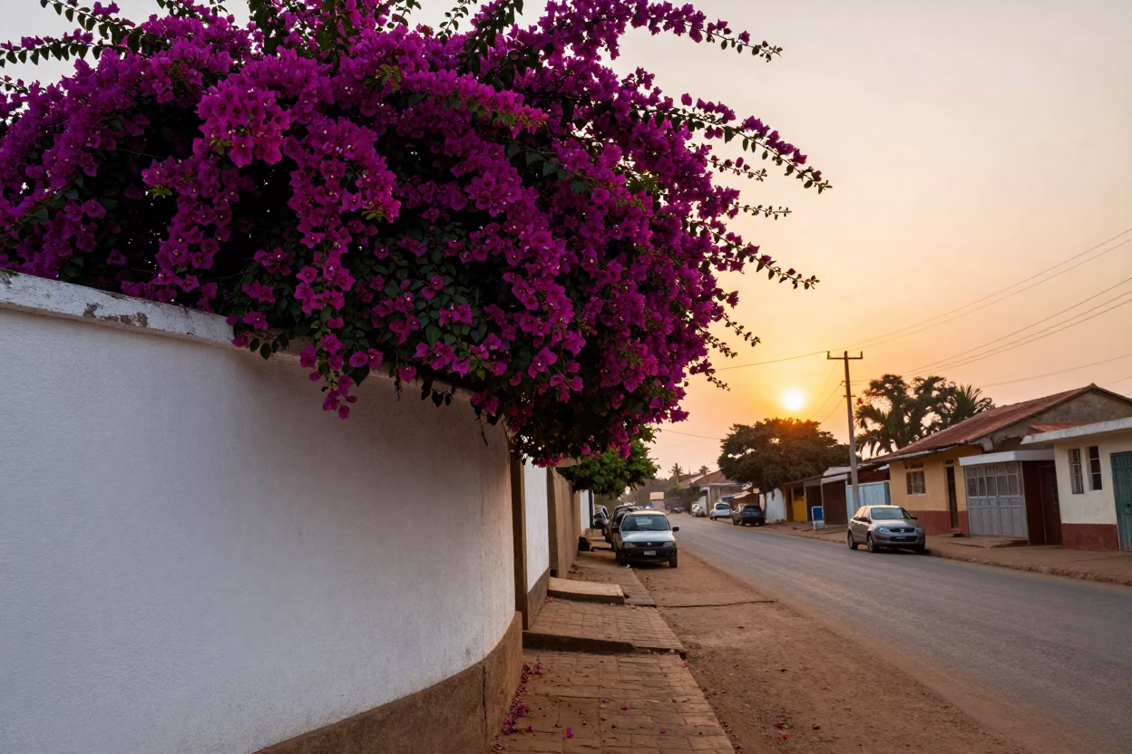 Bouganvillea and White Wall in Accra Ghana Sunset Street Scene 1960s in in Accra, Ghana