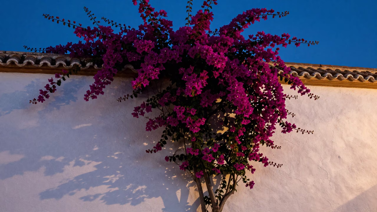 Bouganvillea Cascade Over White Wall in Granada Spain Blue Hour in in Granada, Spain