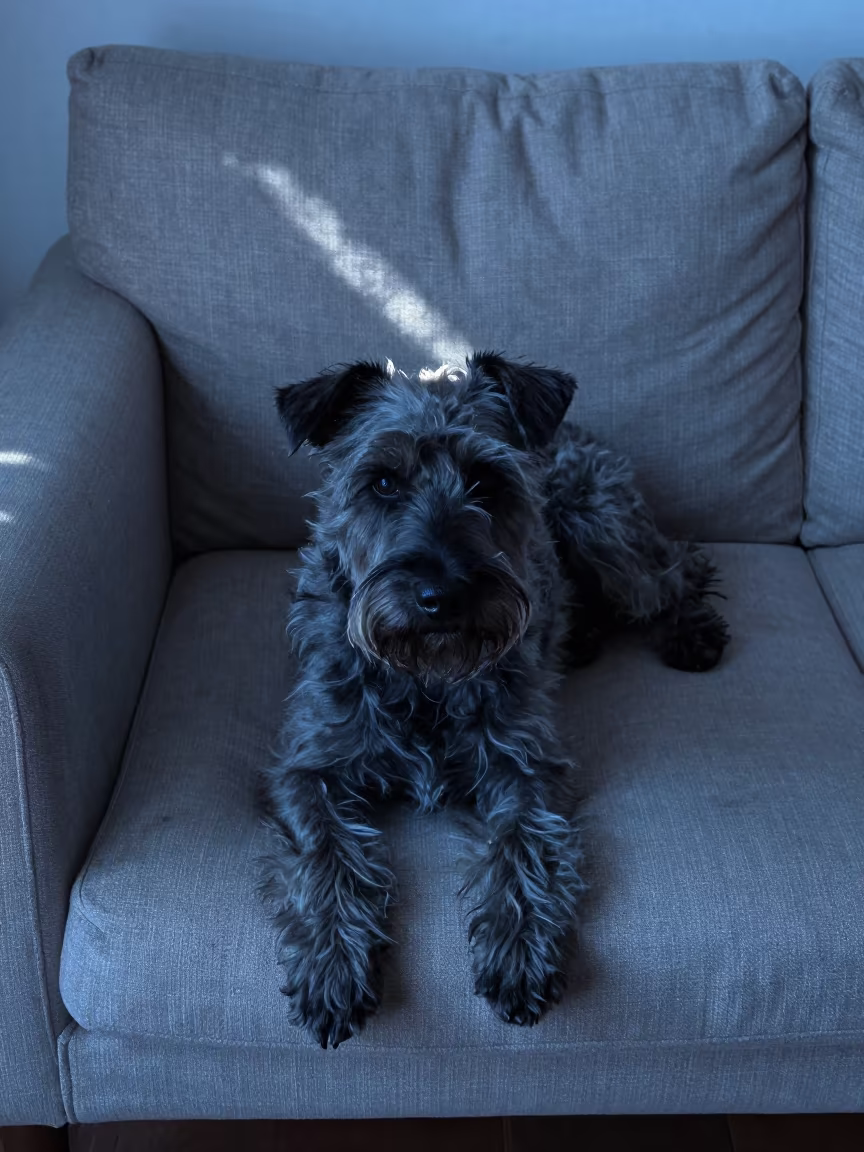 Bouvier des Ardennes Resting on Linen Sofa in on a linen sofa with daylight from a nearby window in Guayaquil
