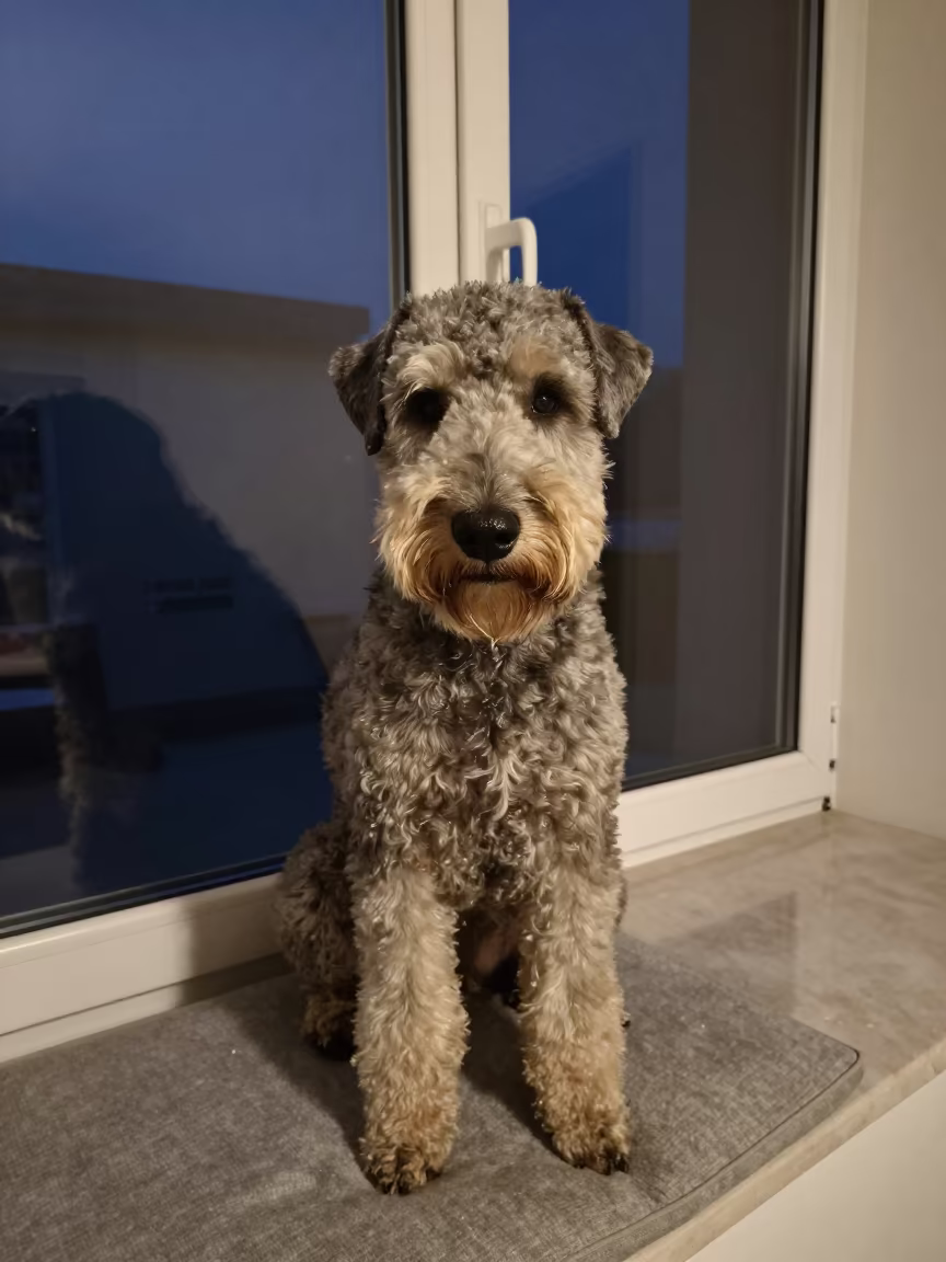 Bouvier des Flandres Portrait in Predawn Tungsten Light in on a cushioned window seat with soft side light and an uncluttered background near İzmit