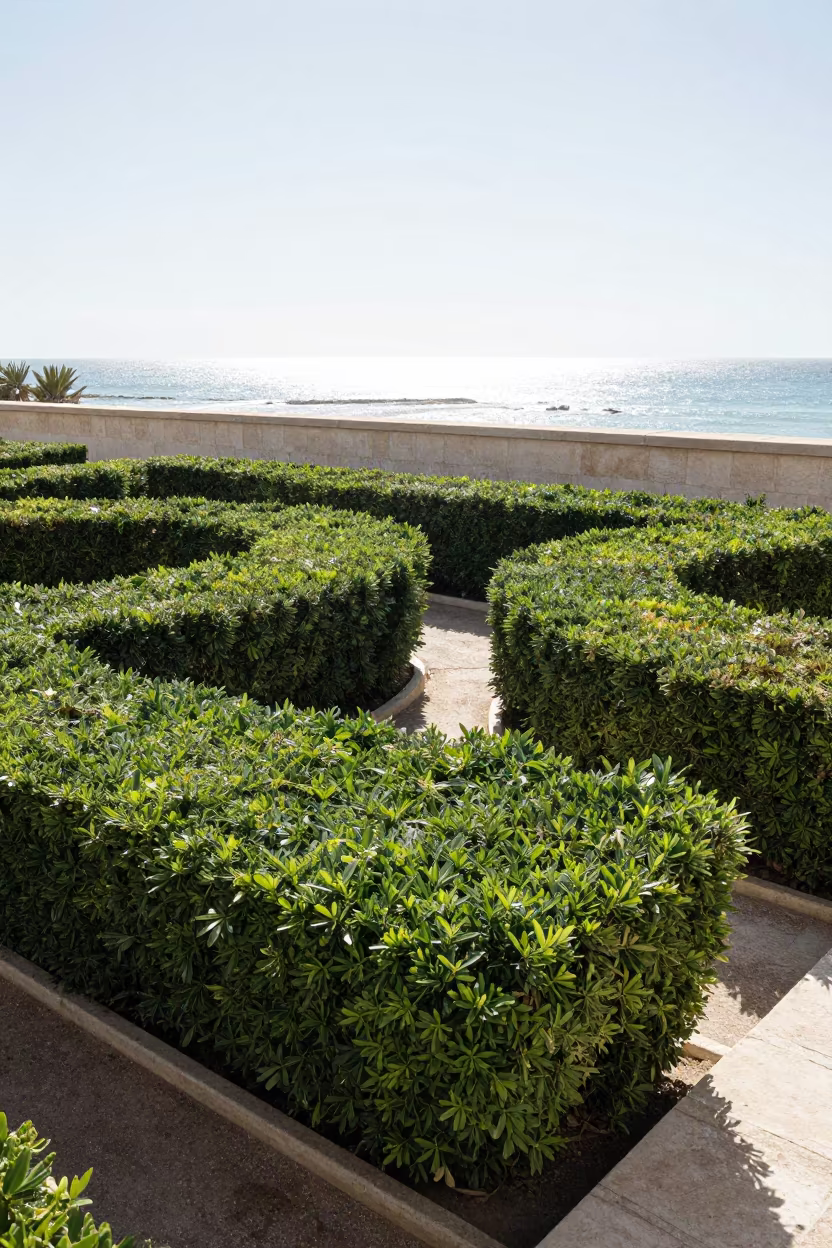 Boxwood Hedges Trimmed in Oujda Terraced Garden in among terraced garden plots near Oujda