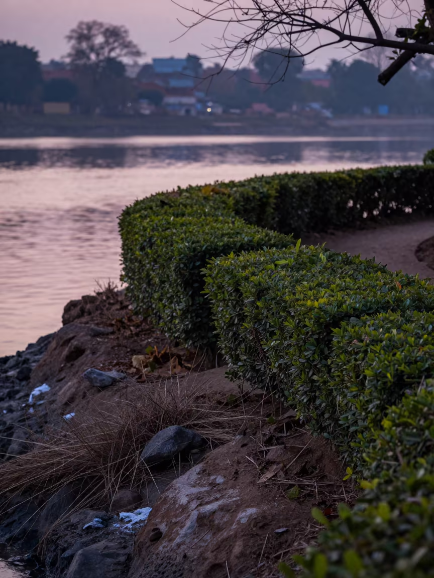 Boxwood Shapes on Cliff Edge at Indigo Twilight in along a salt-sprayed cliff edge near Lalitpur