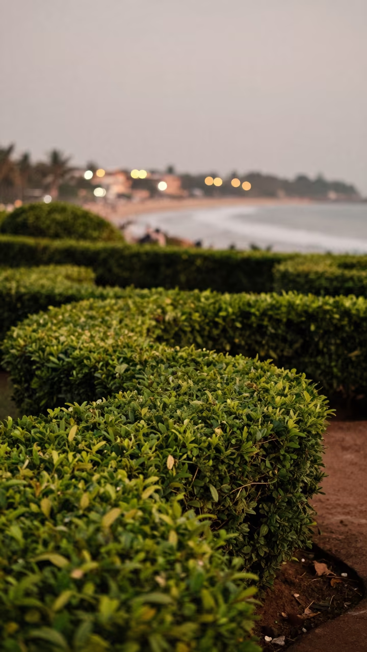 Boxwood Topiary Shapes Near Chennai City Lights in near Chennai